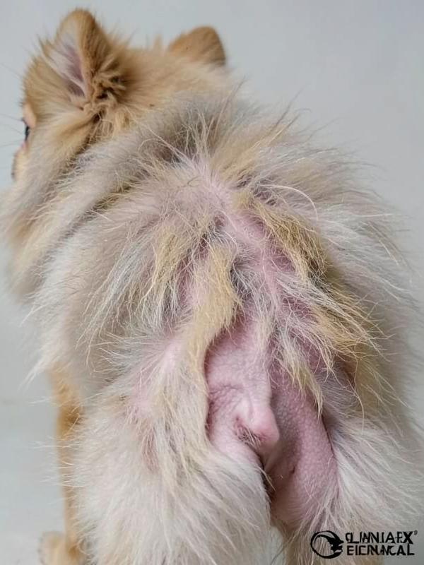 Pomerania con Alopecia X antes del tratamiento